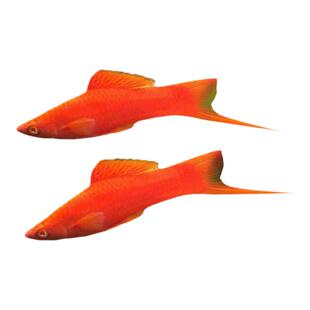 红箭鱼热带观赏鱼小型双尾红剑鱼红米奇胎生活鱼苗好养好养耐活鱼