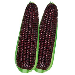 黑甜糯玉米种子国审黑糯甜糯粘非转基因大棒高产紫黑玉米种子籽孑