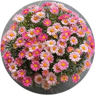 玛格丽特花种籽子孑四季播种易活开花庭院阳台室内外小雏菊花种籽