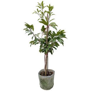 人心果树苗珍贵庭院盆栽南方人参果四季软枝带果当年结果人心果苗