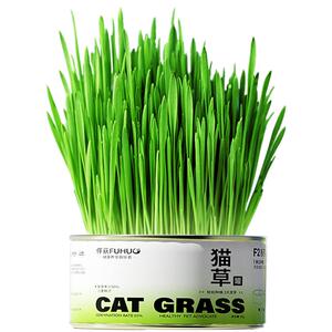 俘获猫草懒人轻松猫草