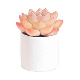 CHEM植物盒子桌面办公室居家室内好养多肉迷你小盆栽玉露带盆栽好