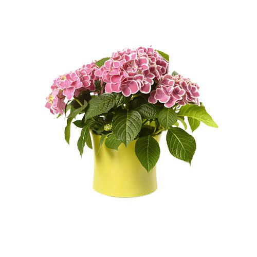 绣球花苗四季盆栽室内阳台庭院植物开花卉无尽夏带花苞耐寒老桩秀