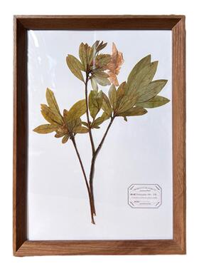 腊叶植物标本教学腊叶标本