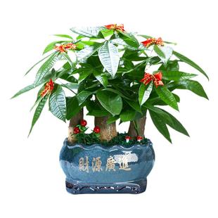 发财树盆栽树桩招财室内大型绿植开业送礼前台大号金钱树四季常青
