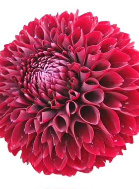 重瓣大丽花种球根包活开花包对版