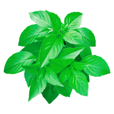 河南大叶荆芥种子苗孑小青菜带土带根盆栽籽种荆棘菜籽荆芥菜种籽