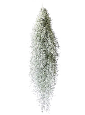 高级质感冷色调无需用土神仙植物