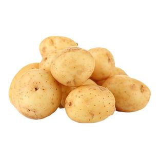 高产黄皮土豆种原种孑种子马铃薯种黄心带芽原种秋季春天冬季种籽