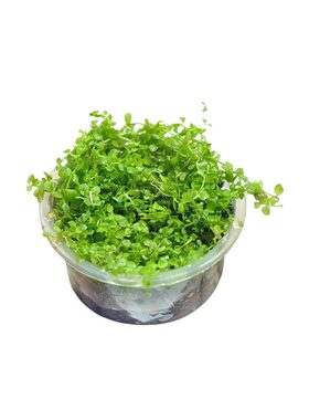 无菌杯爬地矮珍珠水草