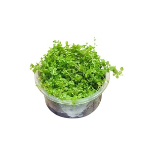 无菌杯爬地矮珍珠水草趴地矮阴性前景草鱼缸造景专用铺草坪日本矮