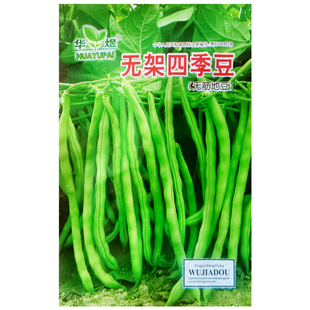 无架豆种子豆角四季豆种籽苗秧芸豆大全孑菜豆地豆不搭架豆种扁豆
