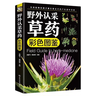 野外认采草药彩色图鉴图解中华汉方快速认药彩图全套中草药学野外识别应用彩色图鉴中草药彩图大全图解版草药材识别入门通俗易懂