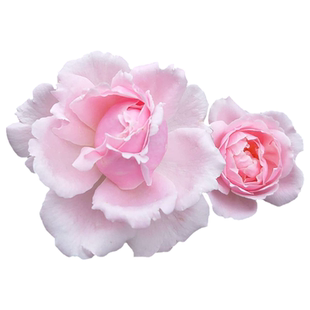 雷叔的花园索菲罗莎月季花苗中大苗四季开花灌木爬藤抗病勤花庭院