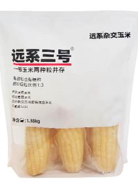 焕然远系三号甜糯杂交玉米