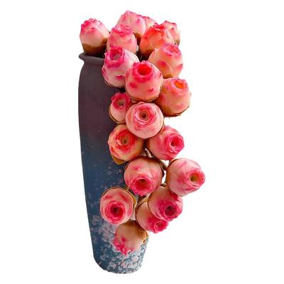 色彩鲜艳阳台客厅多肉净化空气