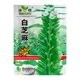高产白芝麻种子榨油早熟高产高油黑芝麻种籽阳台庭院大田蔬菜种孑