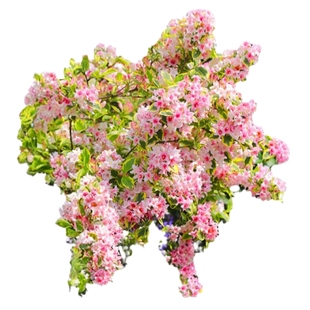 海蒂的花园锦带春季开花灌木耐寒易养室外庭院露台花卉植物盆栽苗