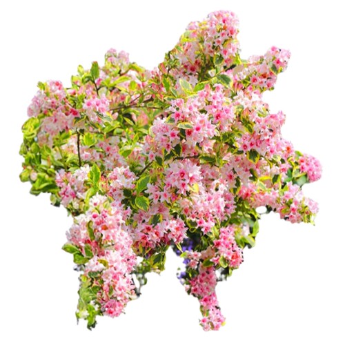 海蒂的花园旗舰店花叶锦带盆栽苗花灌木耐寒易养室外庭院花卉植物