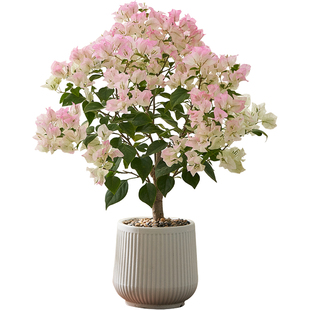 绿樱三角梅盆栽带花室内老桩大型爬藤植物四季长青绿植庭院花卉