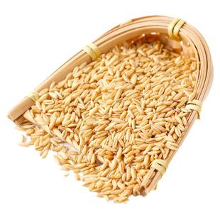 东北燕麦米5斤新米农家燕麦仁孕妇粗粮减餐代餐五谷杂粮粥低脂饭