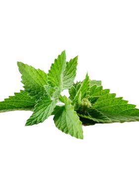 塔莎花园薄荷盆栽植物巧克力