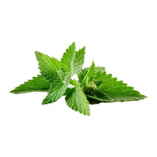 塔莎的花园薄荷盆栽可食用猫柠檬苹果草莓薄荷好养活室内阳台植物