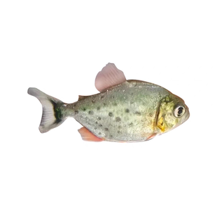 南美亚马孙红文鱼活热带鱼淡水凶猛宠物观赏鱼幼苗肉食性猛鱼包活