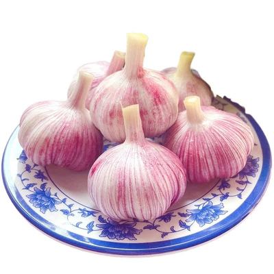 超低价2025年新大蒜批发5斤新干蒜大头蒜白皮蒜干蒜头腌制腊八蒜