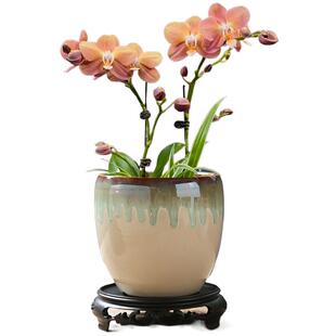 陶瓷花盆室内发财树文心吊兰蝴蝶兰专用花盆套盆轻奢高级感多肉盆