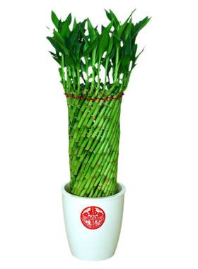 绩光编织富贵竹水培植物花卉客厅