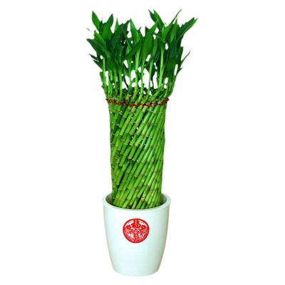绩光编织富贵竹水培植物花卉客厅