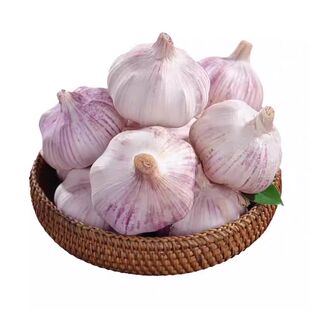 山东金乡大蒜头紫皮干蒜批发新鲜蔬菜蒜瓣蒜农家自提生鲜当季自种