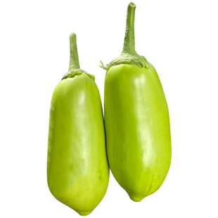 绿长茄种子茄子苗带土秧苗大圆茄种籽青大全高产四季蔬菜孑老品种