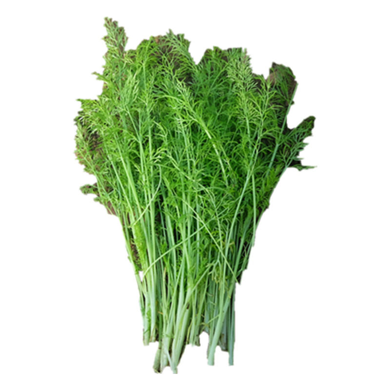 北京农产品新鲜小茴香菜同城配送时令生鲜蔬菜秋茴香做馅产地直销
