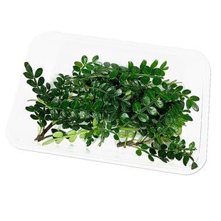 新鲜 清香木胡椒木 香叶子40枝/盒 日料西餐酒店鸡尾酒摆盘装饰