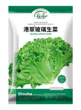 港翠玻璃生菜种子四季