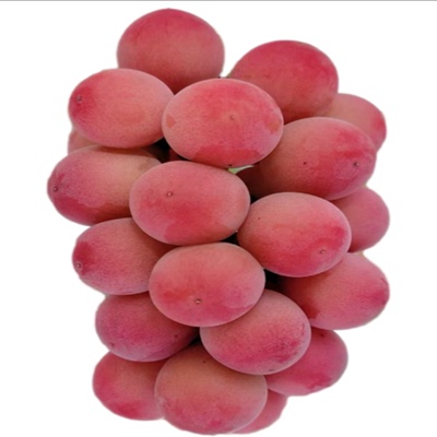 葡萄苗新品种妮娜女皇大粒高产