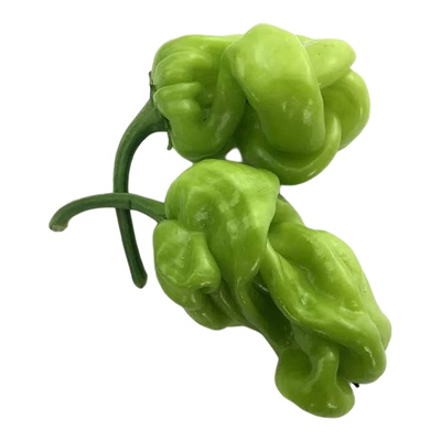 云南特产清脆圆椒包邮新鲜蔬菜