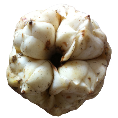 2025年现挖新鲜百合宜兴顺丰包邮