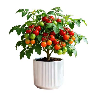 矮生西红柿圣女果苗纯甜不酸