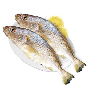 黄姑鱼新鲜冷冻小黄子鱼鲜活冰鲜黄姑鱼无冰海鱼黄鱼鲞海鲜水产