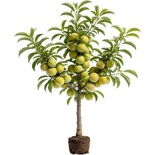 正宗蜂糖李树苗脆甜脱骨李西梅果树盆栽地栽庭院四季种植李子