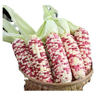 新鲜花糯玉米现摘当季整箱软糯甜玉米棒子苞谷粒水果玉米蔬菜现摘