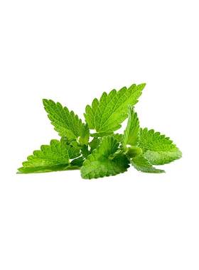 薄荷盆栽可食用佐料猫薄荷香草
