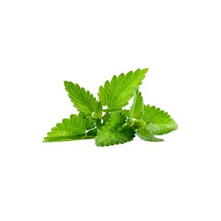 虹越薄荷盆栽可食用猫香草植物阳台厨房烹饪牛排佐料香料室内绿植