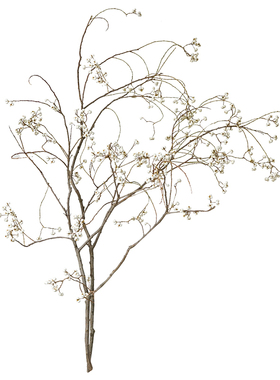 北欧插花白果天然树枝配果乌桕果