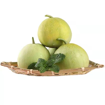 甜宝甜瓜种子早熟高产酥脆香甜