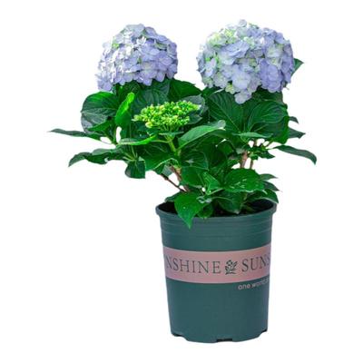 无尽夏绣球花盆栽带花苞老桩花苗