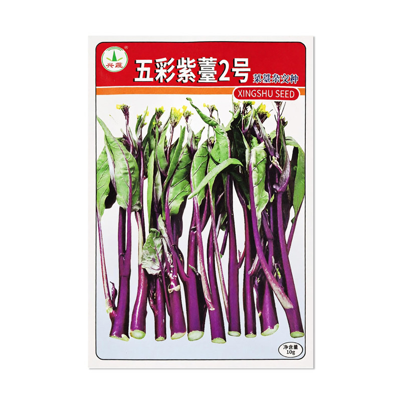 兴蔬五彩紫苔2号红菜苔种子